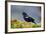 The Red-Winged Blackbird-Richard Wright-Framed Photographic Print