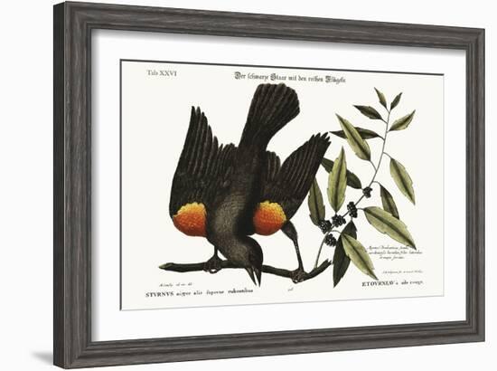 The Red-Winged Starling, 1749-73-Mark Catesby-Framed Giclee Print