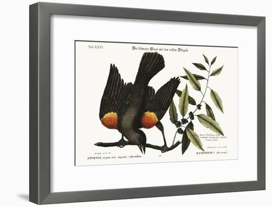 The Red-Winged Starling, 1749-73-Mark Catesby-Framed Giclee Print