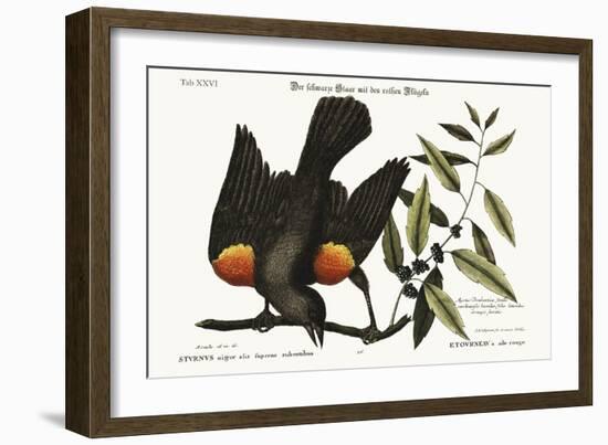 The Red-Winged Starling, 1749-73-Mark Catesby-Framed Giclee Print