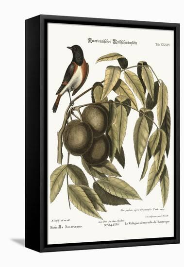 The Redstart, 1749-73-Mark Catesby-Framed Premier Image Canvas