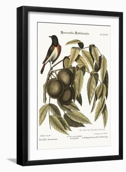 The Redstart, 1749-73-Mark Catesby-Framed Giclee Print