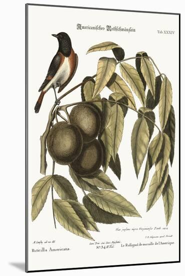 The Redstart, 1749-73-Mark Catesby-Mounted Giclee Print