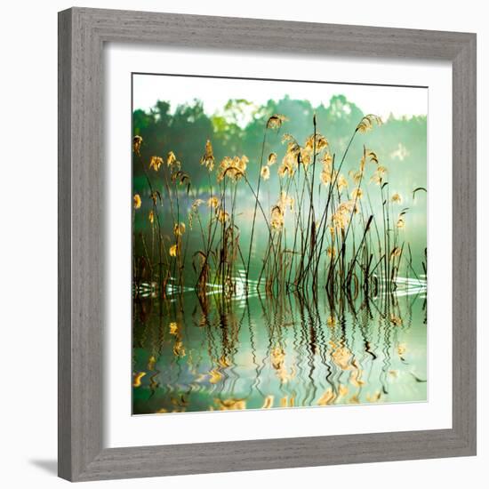 The Reed in the Evening. Tranquil Scene.-VA_Art-Framed Photographic Print