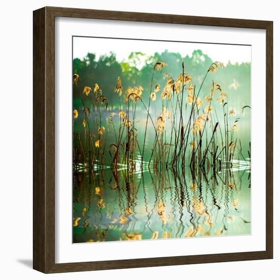 The Reed in the Evening. Tranquil Scene.-VA_Art-Framed Photographic Print