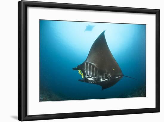 The Reef Manta Ray with Yellow Pilot Fish in Front of its Mouth-null-Framed Photographic Print