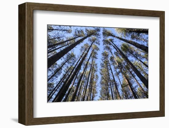 The Regularly-Spaced Trees, Red Pine Plantation, Massachusetts-Susan Pease-Framed Photographic Print