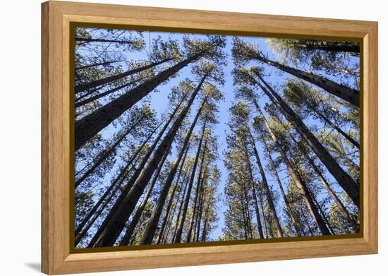 The Regularly-Spaced Trees, Red Pine Plantation, Massachusetts-Susan Pease-Framed Premier Image Canvas