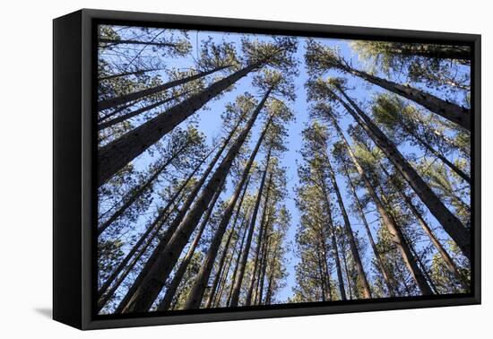 The Regularly-Spaced Trees, Red Pine Plantation, Massachusetts-Susan Pease-Framed Premier Image Canvas