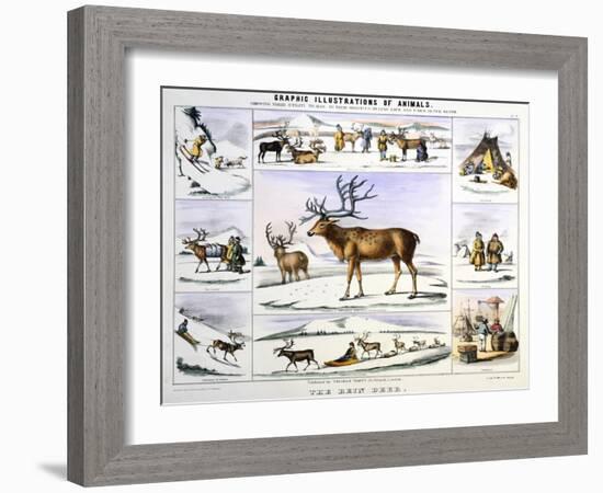 The Rein Deer, C1850-Benjamin Waterhouse Hawkins-Framed Giclee Print