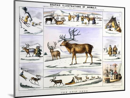 The Rein Deer, C1850-Benjamin Waterhouse Hawkins-Mounted Giclee Print