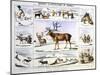 The Rein Deer, C1850-Benjamin Waterhouse Hawkins-Mounted Giclee Print
