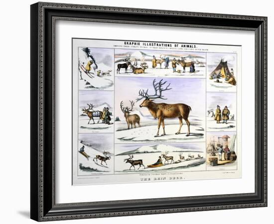 The Rein Deer, C1850-Benjamin Waterhouse Hawkins-Framed Giclee Print