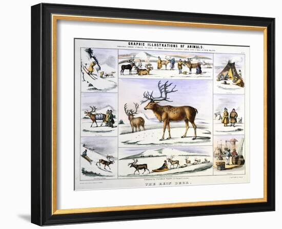 The Rein Deer, C1850-Benjamin Waterhouse Hawkins-Framed Giclee Print