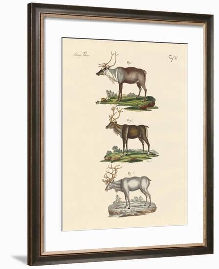 The Reindeer-null-Framed Giclee Print