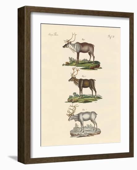 The Reindeer-null-Framed Giclee Print