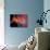 The Remains of a Supernova Give Birth to New Stars-Stocktrek Images-Photographic Print displayed on a wall