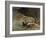 The Rest of a Hunter with Dogs, C1842-1896-Evariste Vital Luminais-Framed Giclee Print