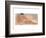 the Rest-Talantbek Chekirov-Framed Premium Giclee Print