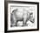 The Rhinoceros, 1515 (Woodcut)-Albrecht Dürer-Framed Giclee Print