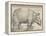 The Rhinoceros, 1515-Albrecht Drer-Framed Premier Image Canvas