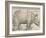 The Rhinoceros, 1515-Albrecht Drer-Framed Giclee Print