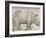 The Rhinoceros, 1515-Albrecht Drer-Framed Giclee Print