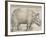 The Rhinoceros, 1515-Albrecht Drer-Framed Giclee Print