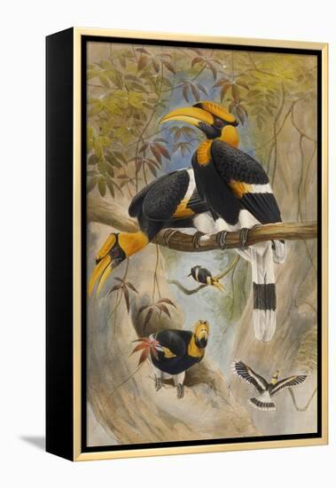 The Rhinoceros Hornbill, Buceros Rhinoceros, Zoological Sketches, 1856-Joseph Wolf-Framed Premier Image Canvas