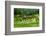 The Rice Terraces of Banaue, Northern Luzon, Philippines, Southeast Asia, Asia-Michael Runkel-Framed Photographic Print