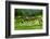 The Rice Terraces of Banaue, Northern Luzon, Philippines, Southeast Asia, Asia-Michael Runkel-Framed Photographic Print