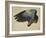 The Right Wing of a Blue Roller, 1524-Albrecht Dürer-Framed Giclee Print