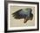 The Right Wing of a Blue Roller, 1524-Albrecht Dürer-Framed Giclee Print