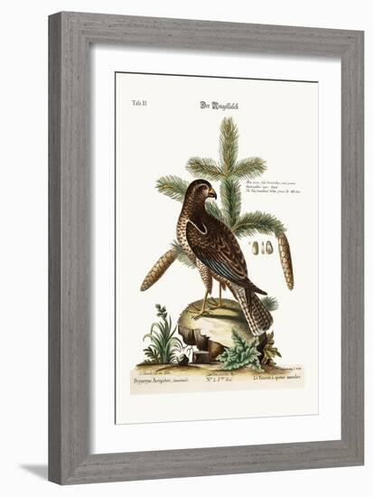 The Ring-Tailed Hawk, 1749-73-George Edwards-Framed Giclee Print