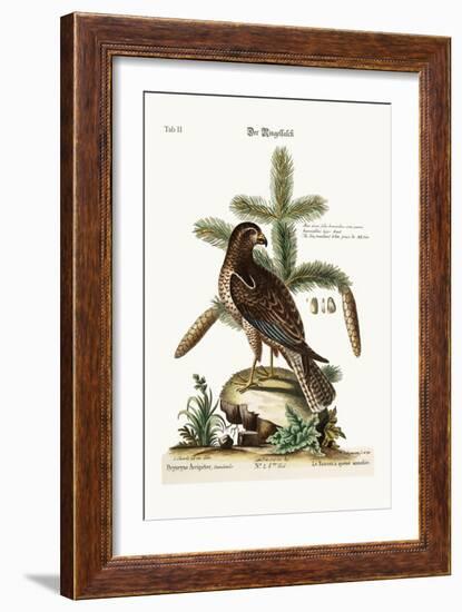 The Ring-Tailed Hawk, 1749-73-George Edwards-Framed Giclee Print