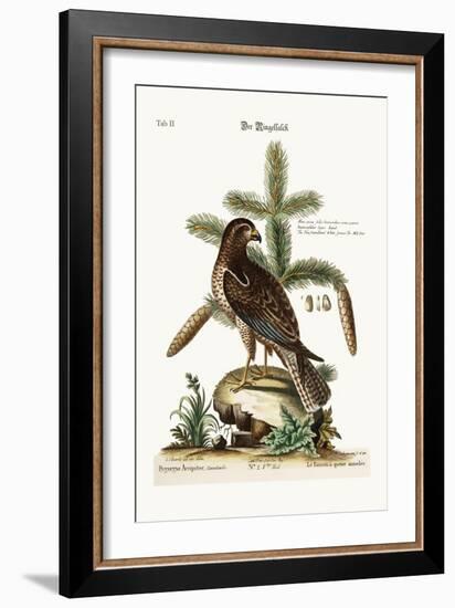 The Ring-Tailed Hawk, 1749-73-George Edwards-Framed Giclee Print