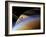 The Ringed Giant Saturn Rises Above the Haze of Titan-Stocktrek Images-Framed Photographic Print