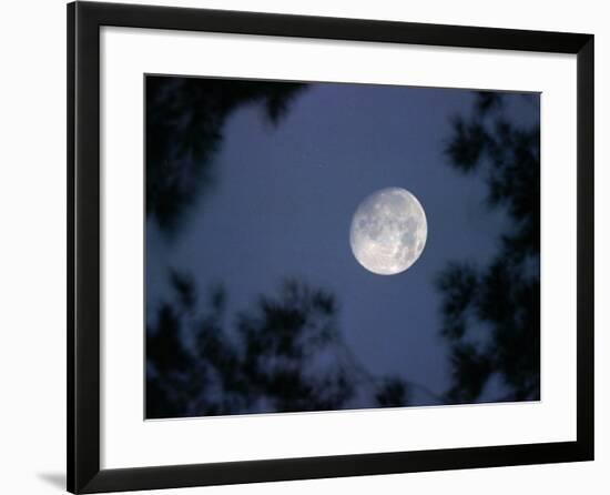 The Rising Moon, Nearly Full, is Visible Through the Trees Near Murphysboro, Ill-null-Framed Photographic Print