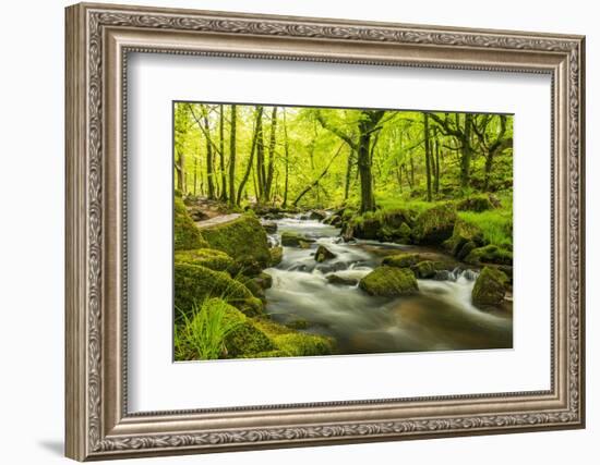 The River Fowey surrounded by forest in spring foliage, UK-Ross Hoddinott-Framed Photographic Print