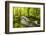 The River Fowey surrounded by forest in spring foliage, UK-Ross Hoddinott-Framed Photographic Print