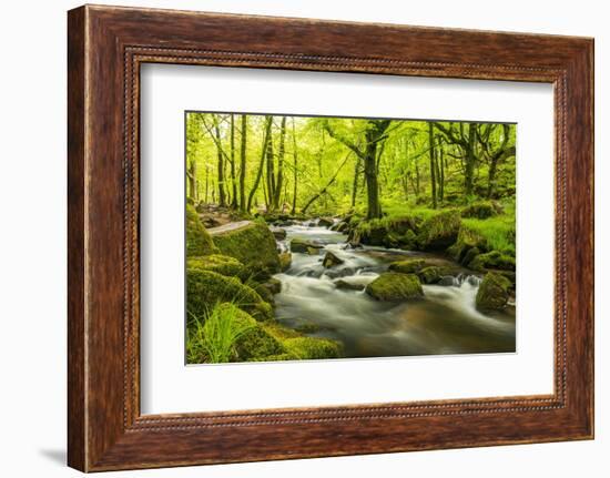 The River Fowey surrounded by forest in spring foliage, UK-Ross Hoddinott-Framed Photographic Print