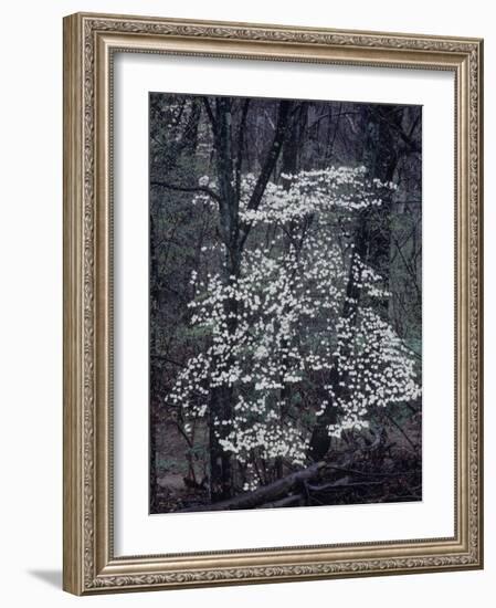 The River-John Dominis-Framed Photographic Print