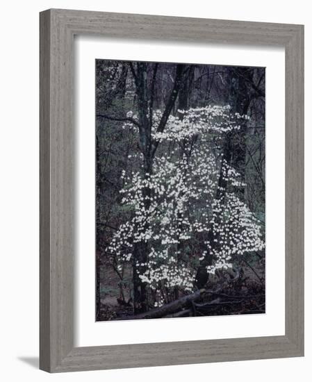 The River-John Dominis-Framed Photographic Print