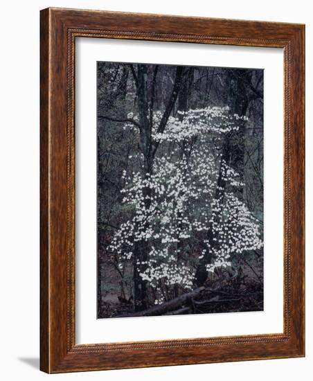 The River-John Dominis-Framed Photographic Print