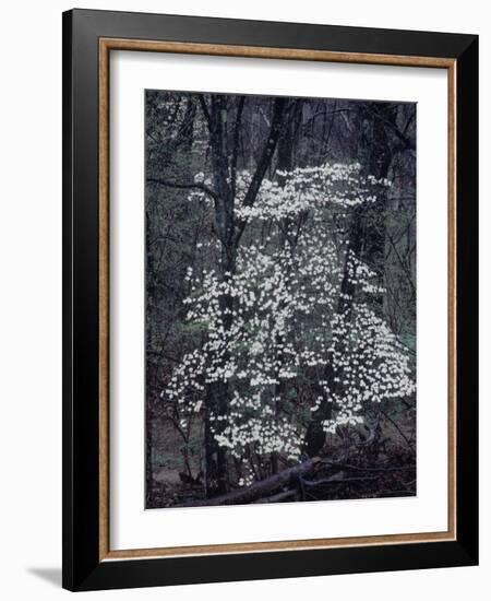 The River-John Dominis-Framed Photographic Print