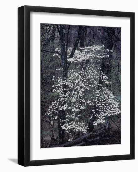 The River-John Dominis-Framed Photographic Print