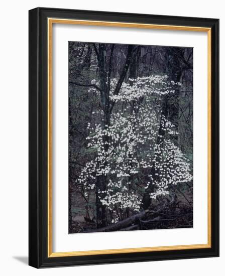 The River-John Dominis-Framed Photographic Print