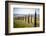 The road curves in the green hills surrounded by cypresses, Crete Senesi (Senese Clays), Province o-Roberto Moiola-Framed Photographic Print