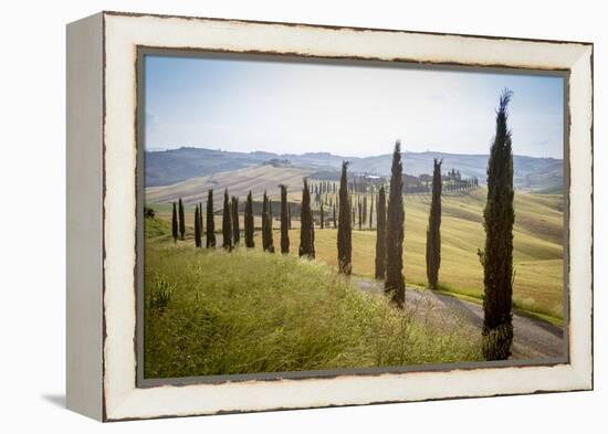 The road curves in the green hills surrounded by cypresses, Crete Senesi (Senese Clays), Province o-Roberto Moiola-Framed Premier Image Canvas