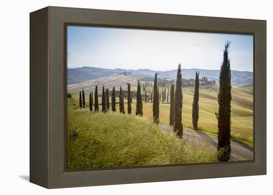 The road curves in the green hills surrounded by cypresses, Crete Senesi (Senese Clays), Province o-Roberto Moiola-Framed Premier Image Canvas